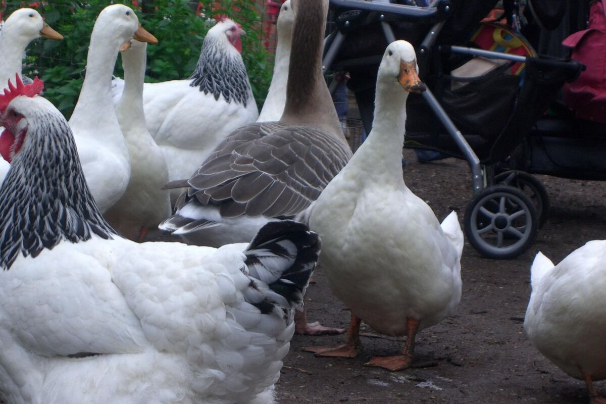 Les animaux de basse-cour de la ferme