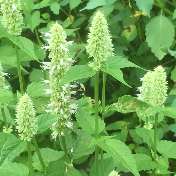 Macérat d'agastache