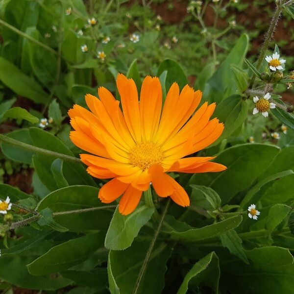 Macérat de calendula