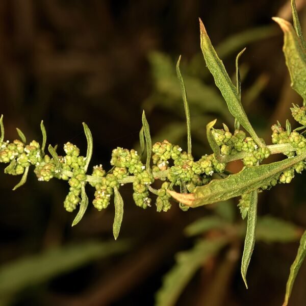 Macérat d'épazote