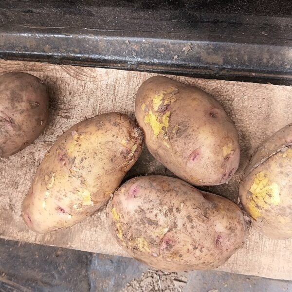 Pommes