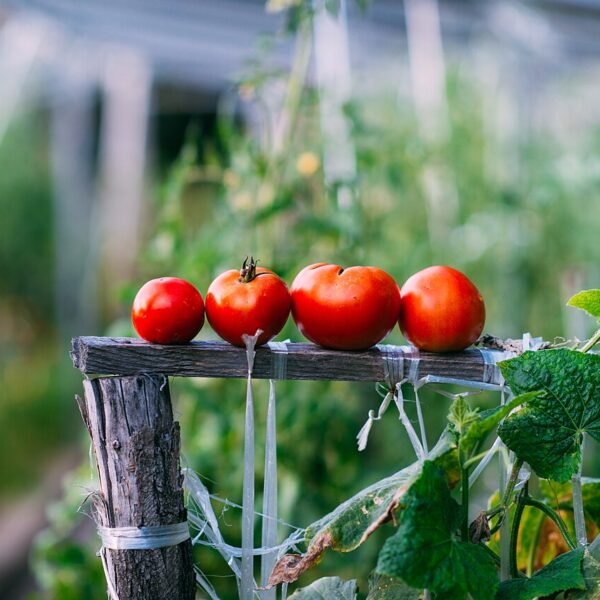 Tomates Anciennes