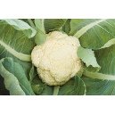 Chou Fleur Odysseus