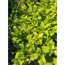 Menthe Verte