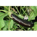 Aubergine