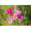 Cosmos