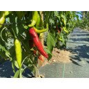 Piment