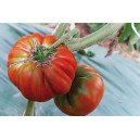 Tomate