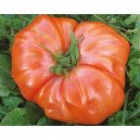 Tomate