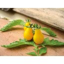 Tomate