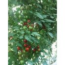 Tomate Cerise Miel Du Mexique