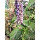Agastache