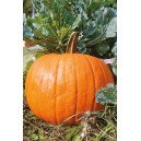Courge