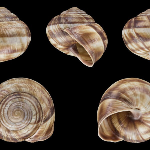 Escargots Gros-Gris