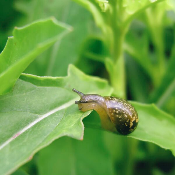 Escargots Petit-Gris