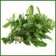 Basilic