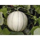 Melon Sivan