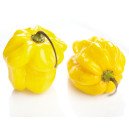Piment Habanero Golden