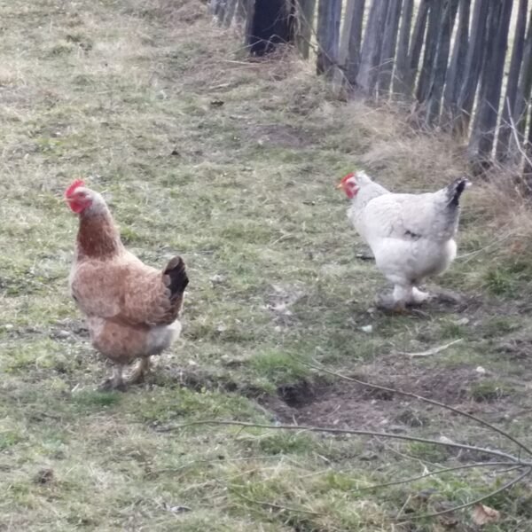 Poulet fermier
