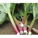 Rhubarbe Victoria