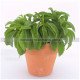 Stevia