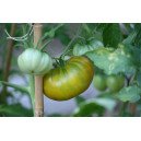 Tomate Evergreen
